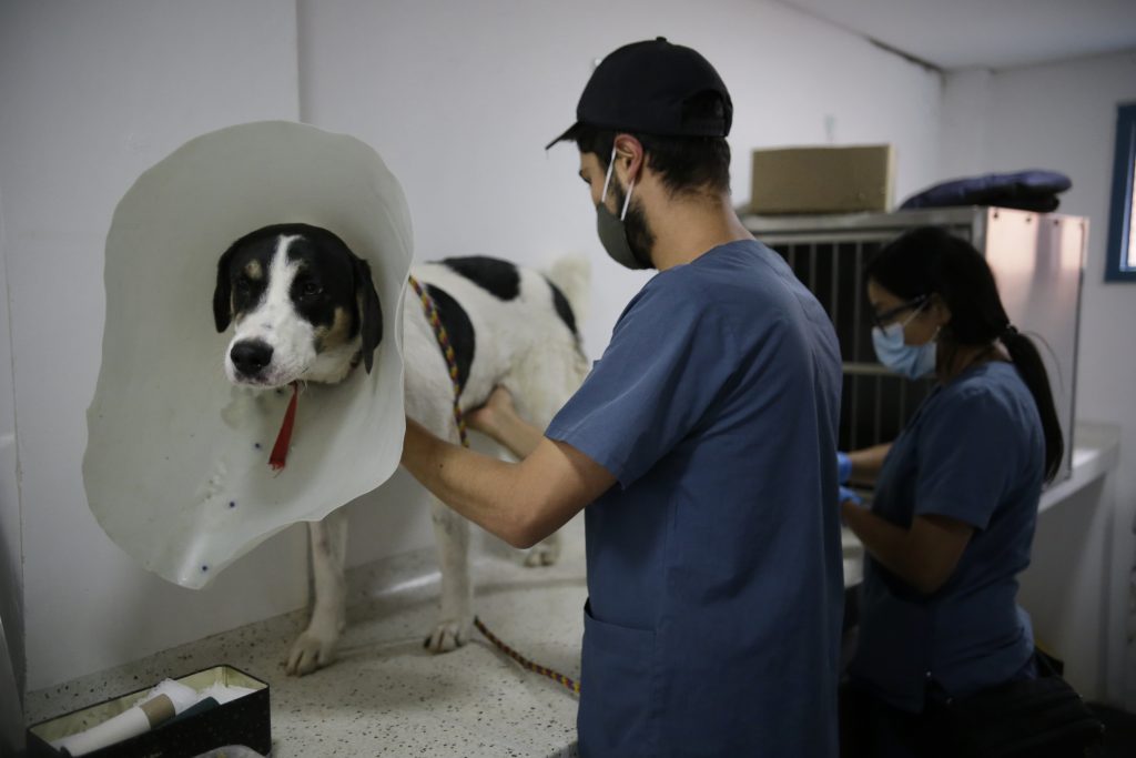 Preste atención si vive en Soacha para esterilizar a su mascota La Alcaldía de Soacha firmó un contrato con la empresa Crece S.A.S por un valor cercano de 300 millones de pesos para esterilizar de forma gratuita a perros y gatos en las comunas unos, tres, seis y corregimiento uno.