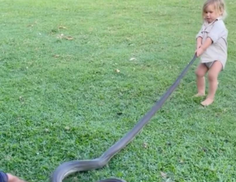 Menor de 2 años manipuló una pitón con el permiso de su padre Un reconocido salvador de cocodrilos y otras criaturas salvajes en Australia ha sido blanco de críticas por haber permitido que su hijo de tan solo 2 años manipulara una culebra pitón. El hombre subió el video a sus redes sociales y le llovieron cientos de comentarios.