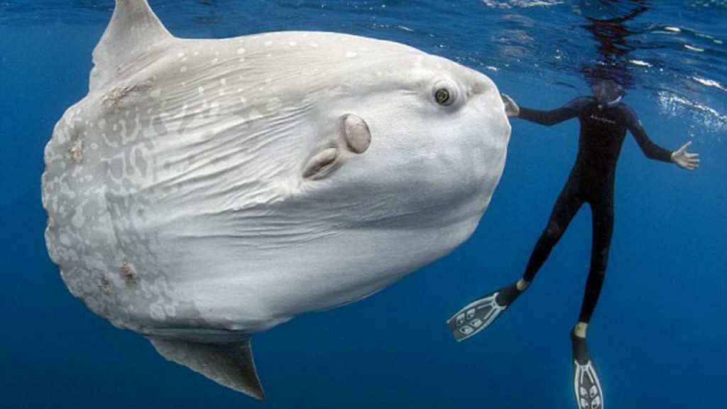 Hallan gigante pez marino de más de mil kilos de peso 1 Hallan gigante pez marino de más de mil kilos de peso Lo que parecía ser un día de pesca normal en las paradisiacas playas de Ceuta (España), se transformó para un grupo de marineros, que de casualidad dio en las últimas horas con una de las criaturas marinas más temidas y gigantescas jamás vistas.