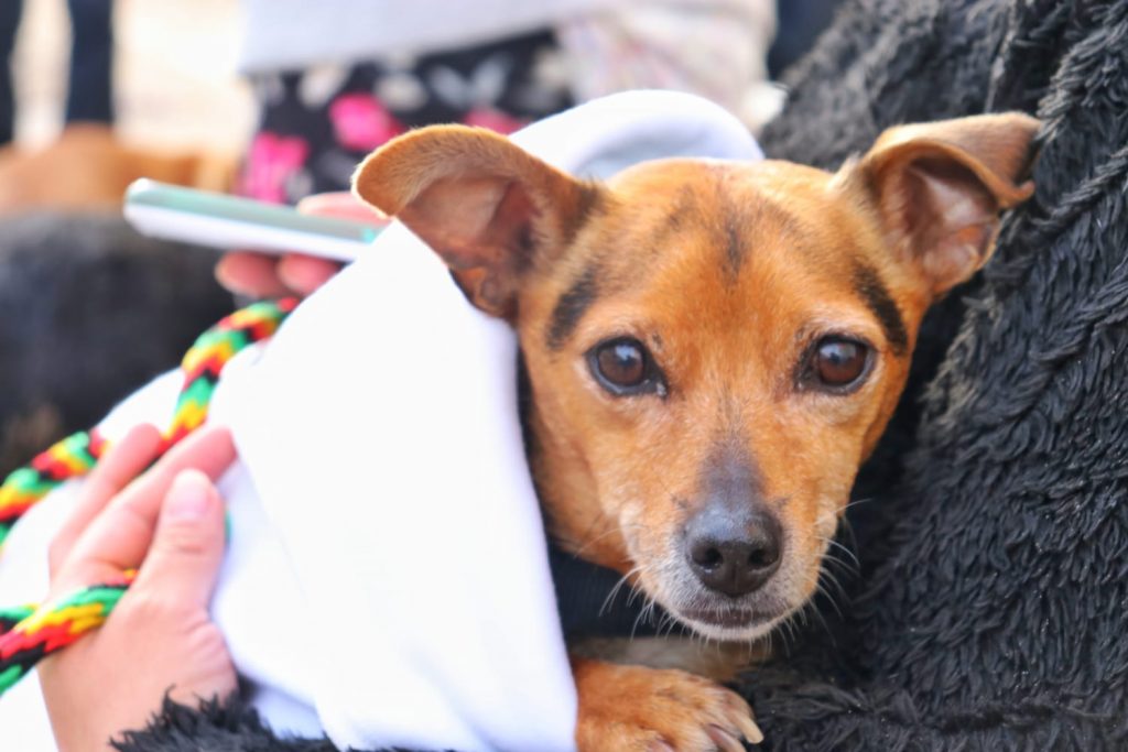 4.400 perros y gatos serán esterilizados gratis en Soacha 2 4.400 perros y gatos serán esterilizados gratis en Soacha En el barrio La Isla, de la comuna cuatro de Soacha, comenzó un proceso de esterilización para perros y gatos con el que se espera alcanzar una cobertura de 4.400 animales de compañía.