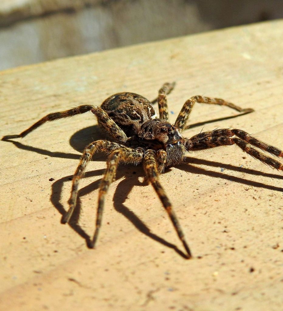 Mujer se sorprendió cuando le sacaron araña de su oído 1 Mujer se sorprendió cuando le sacaron araña de su oído El caso de una mujer que acudió al médico por una molestia en el oído se ha hecho viral, luego que se llevara una tremenda sorpresa cuando el profesional de la salud le sacó una araña.