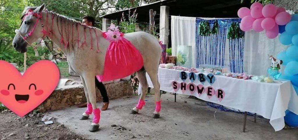 No escatimaron para festejar el baby shower de su yegua 1 No escatimaron para festejar el baby shower de su yegua Los dueños de una yegua llamada Camila consideran que ella no es un simple animal de carga, sino un miembro más de la familia, y por eso no escatimaron a la hora de prepararle y celebrarle un baby shower.