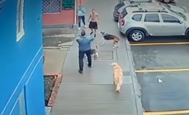 Intolerante agredió a dos perros con machete en Kennedy En video quedó gravada la agresión de un sujeto que agrede a machete a un ciudadano y a sus perros porque uno de los canes había hecho sus necesidades frente a su vivienda.