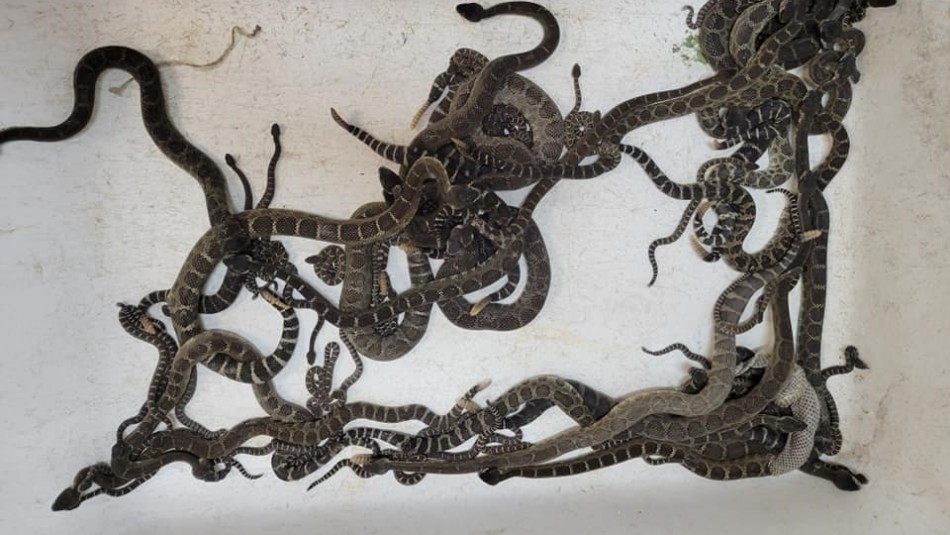 Retiraron debajo de su casa a 92 culebras cascabel venenosas 1 Retiraron debajo de su casa a 92 culebras cascabel venenosas En California (EE. UU.), una mujer llamó a un rescatista de serpientes, alterada tras ver un par de víboras en su casa. El hombre acudió al lugar y se llevó una enorme sorpresa, pues descubrió que más de 90 culebras cascabel estaba hibernando bajo la vivienda de la afectada.
