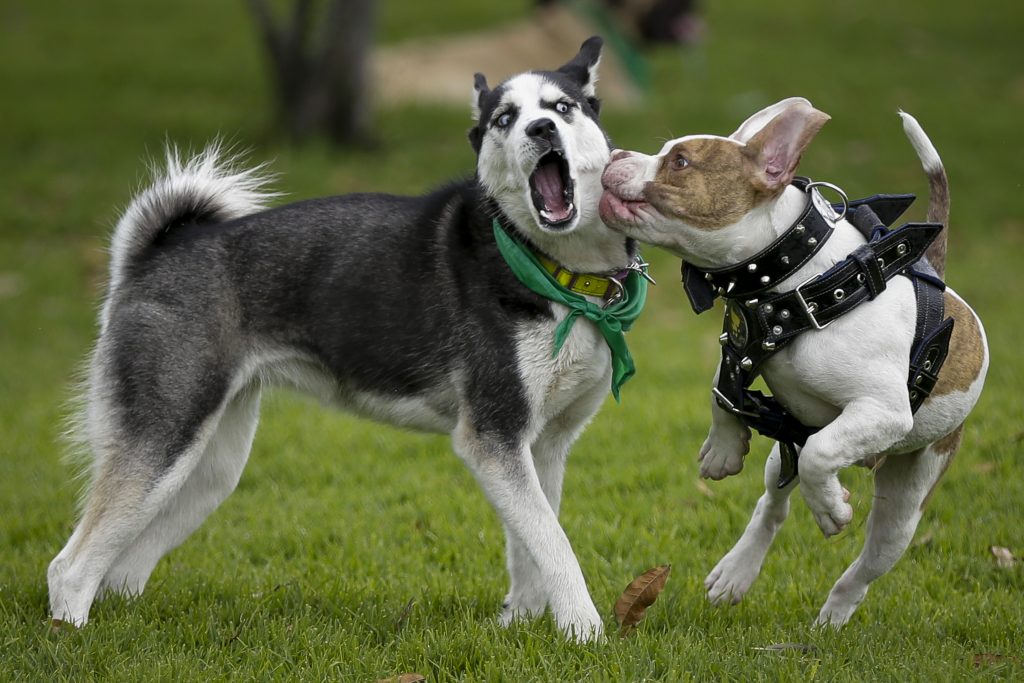 Recomendaciones para su mascota en temporada navideña 3 Recomendaciones para su mascota en temporada navideña Los gatos o perros sufren en la temporada decembrina con los estallidos de la pólvora ya que la escucha de las mascotas es muy desarrollada. Los 'peluditos' son mucho más sensibles a los sonidos que nosotros los humanos.