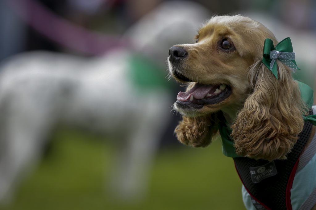 Recomendaciones para su mascota en temporada navideña 5 Recomendaciones para su mascota en temporada navideña Los gatos o perros sufren en la temporada decembrina con los estallidos de la pólvora ya que la escucha de las mascotas es muy desarrollada. Los 'peluditos' son mucho más sensibles a los sonidos que nosotros los humanos.