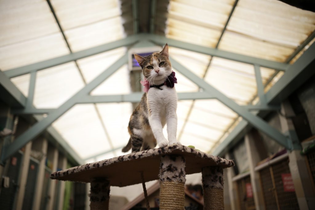 Recomendaciones para su mascota en temporada navideña 2 Recomendaciones para su mascota en temporada navideña Los gatos o perros sufren en la temporada decembrina con los estallidos de la pólvora ya que la escucha de las mascotas es muy desarrollada. Los 'peluditos' son mucho más sensibles a los sonidos que nosotros los humanos.