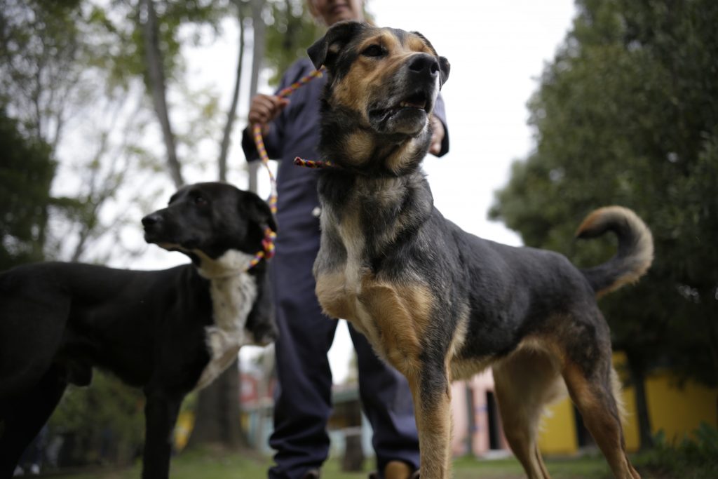Recomendaciones para su mascota en temporada navideña 1 Recomendaciones para su mascota en temporada navideña Los gatos o perros sufren en la temporada decembrina con los estallidos de la pólvora ya que la escucha de las mascotas es muy desarrollada. Los 'peluditos' son mucho más sensibles a los sonidos que nosotros los humanos.