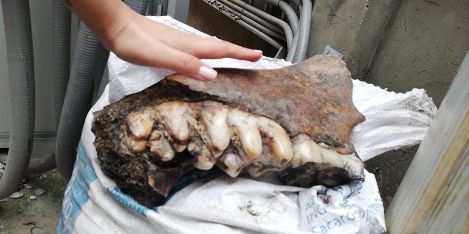 En el barrio Alcalá hallaron piezas óseas que serían de mastodonte 3 En el barrio Alcalá hallaron piezas óseas que serían de mastodonte Lo que parecía una obra de excavación ordinaria en el barrio Alcalá (Puente de Aranda), se convirtió en toda una aventura arqueológica que tuvo como protagonistas a un grupo de obreros y a un animal declarado extinto hace unos 8 mil millones de años.