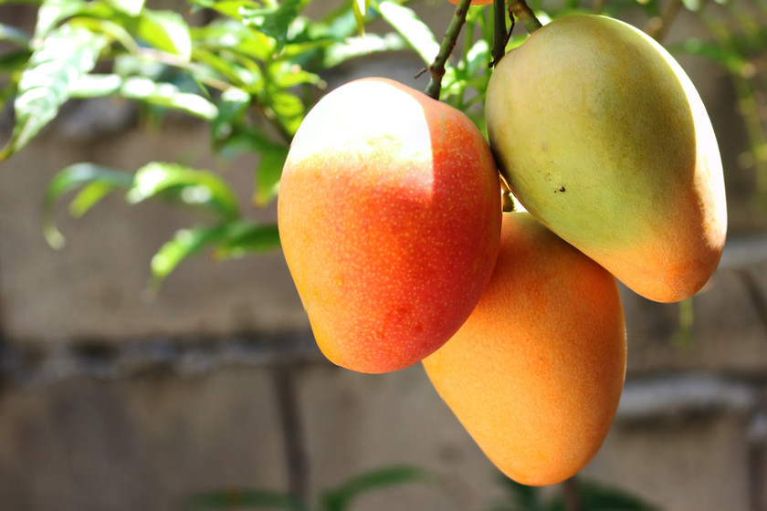 Luz verde para el mango colombiano en el mercado de EE.UU. 2 Luz verde para el mango colombiano en el mercado de EE.UU. El mango fresco colombiano ya tiene el visto bueno del Servicio de Inspección para la Salud Vegetal y Animal de Estados Unidos (Aphis, por sus siglas en inglés), para ingresar a ese mercado.