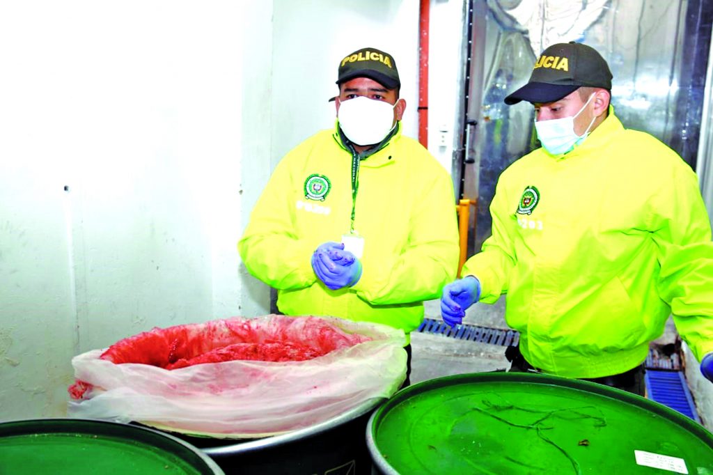 ‘Los Cirujanos’exportaban la droga inyectándola Dos terribles modalidades de tráfico de cocaína quedaron al descubierto en las últimas horas gracias a la acción de la Policía y la Fiscalía, luego de que el pasado domingo capturaran en Cali a ‘los Cirujanos’, una banda que, como su nombre lo indica, se las arreglaba con procedimientos estéticos para enviar droga a España.