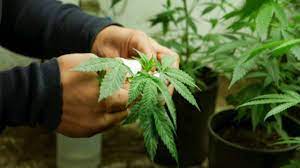 Hunden en segundo debate proyecto de ley de cannabis medicinal 3 Hunden en segundo debate proyecto de ley de cannabis medicinal Por considerar que al aprobar esta ley se estaría promoviendo el consumo de droga, la plenaria de la Cámara hundió, en segundo debate, el proyecto de ley con el cual se regulaba en el territorio nacional el cannabis medicinal.