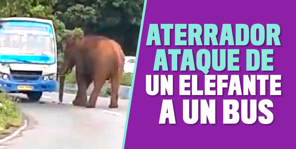En video: Ataque de un elefante a un bus con pasajeros En el distrito indio de Nilgiris, pasajeros de un bus vivieron un momento dramático luego de que un enorme elefante atacara el vehículo ferozmente. El animal arremetió tan fuerte que rompió el parabrisas y sacudía el vehículo de un lado para otro el automotor. Un pasajero al interior del bus y transeúntes que estaban afuera de este grabaron el angustioso momento, y ahora el video es viral en las redes sociales.