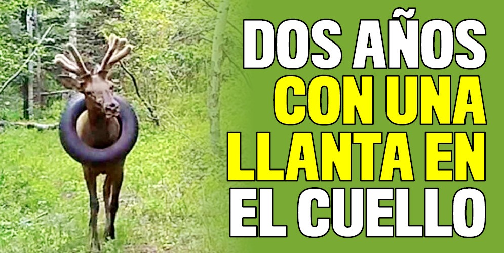 Le quitan un peso de encima a ciervo tras quitarle una llanta 4 Le quitan un peso de encima a ciervo tras quitarle una llanta Un grupo de veterinarios en Colorado (Estados Unidos) logró liberar a un ciervo que durante al menos dos años tuvo colgado en su cuello un pesado neumático.