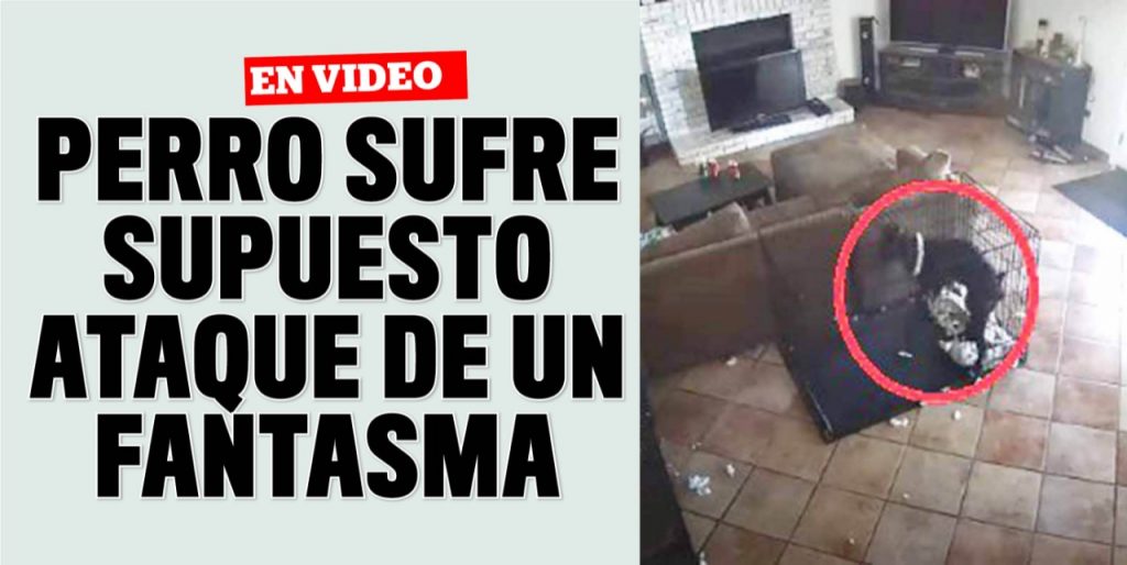 Supuesto fantasma golpea a perro en una jaula y le quita el collar 3 Supuesto fantasma golpea a perro en una jaula y le quita el collar Muchos videos en TikTok sorprenden por ser graciosos o por mostrar a personas con características o habilidades admirables, pero también hay otros que cautivan por causar suspenso o terror. Eso precisamente es lo que sucede con el que le mostramos a continuación.