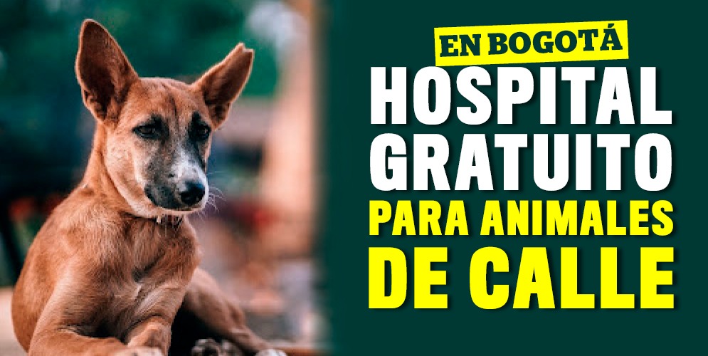 Hospital para animales de calle y otras cuatro causas ganadoras Este jueves el secretario de Gobierno y alcalde encargado de Bogotá, Luis Ernesto Gómez, dio a conocer las propuestas ganadoras del programa 'Causas Ciudadanas'. Entre ellas está la construcción del primer hospital gratuito para animales en condición de calle.