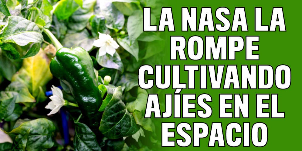 Tienen cultivo de ajíes en el espacio 6 Tienen cultivo de ajíes en el espacio Un avance significativo acaba de lograr la Nasa con su proyecto de cultivos en el espacio, más conocido como ‘Plant Habitat-04’. Los astronautas Shane Kimbrough, Megan McArthur, Akihiko Hoshide y Thomas Pesquet, viajarán de la Estación Espacial Internacional (ISS) de regreso a la Tierra en la cápsula SpaceX Crew Dragon con parte del primer lote de pimientos (ajíes) sembrados a kilómetros de la Tierra.