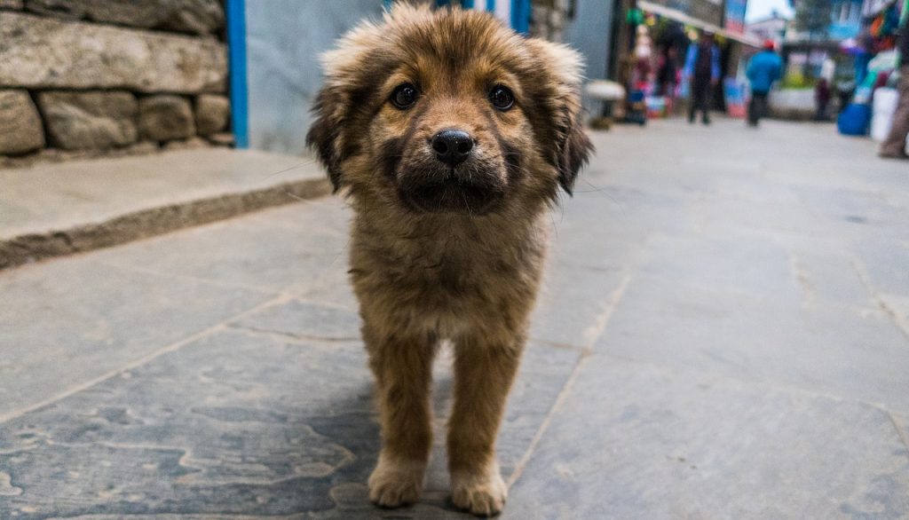 Hospital para animales de calle y otras cuatro causas ganadoras 2 Hospital para animales de calle y otras cuatro causas ganadoras Este jueves el secretario de Gobierno y alcalde encargado de Bogotá, Luis Ernesto Gómez, dio a conocer las propuestas ganadoras del programa 'Causas Ciudadanas'. Entre ellas está la construcción del primer hospital gratuito para animales en condición de calle.