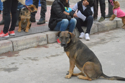 Hospital para animales de calle y otras cuatro causas ganadoras 1 Hospital para animales de calle y otras cuatro causas ganadoras Este jueves el secretario de Gobierno y alcalde encargado de Bogotá, Luis Ernesto Gómez, dio a conocer las propuestas ganadoras del programa 'Causas Ciudadanas'. Entre ellas está la construcción del primer hospital gratuito para animales en condición de calle.