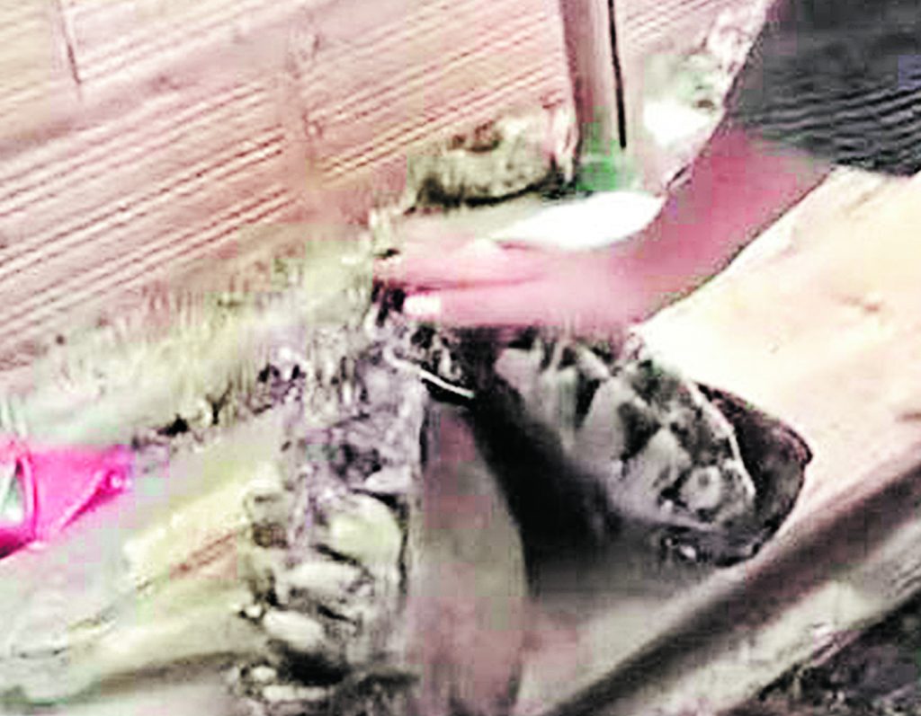 En el barrio Alcalá hallaron piezas óseas que serían de mastodonte 1 En el barrio Alcalá hallaron piezas óseas que serían de mastodonte Lo que parecía una obra de excavación ordinaria en el barrio Alcalá (Puente de Aranda), se convirtió en toda una aventura arqueológica que tuvo como protagonistas a un grupo de obreros y a un animal declarado extinto hace unos 8 mil millones de años.