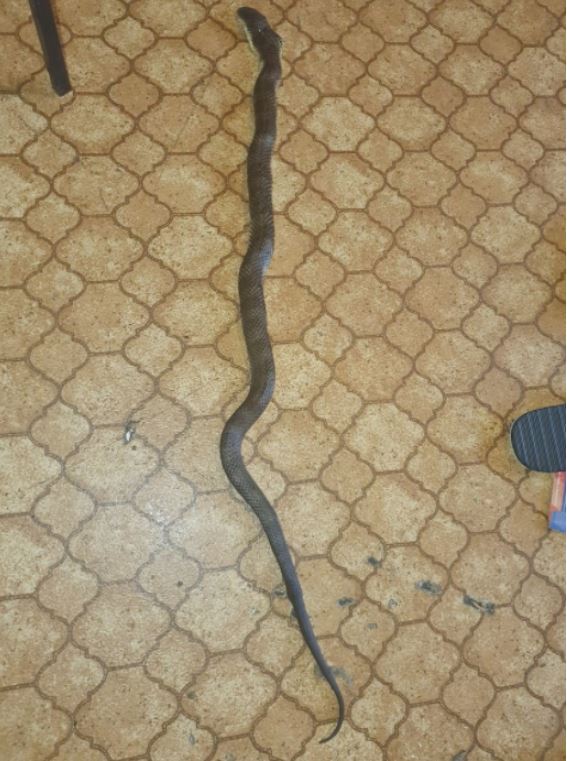 Una serpiente tigre se le metió a la casa y su gato le advirtió 2 Una serpiente tigre se le metió a la casa y su gato le advirtió El extraño comportamiento de su entrañable gato, llamado Gordon, fue lo que levantó sospechas y le causó extrañeza a Ricky Owens sobre una situación en su casa, en Dartmoor, estado de Victoria, en Australia.