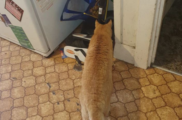 Una serpiente tigre se le metió a la casa y su gato le advirtió El extraño comportamiento de su entrañable gato, llamado Gordon, fue lo que levantó sospechas y le causó extrañeza a Ricky Owens sobre una situación en su casa, en Dartmoor, estado de Victoria, en Australia.