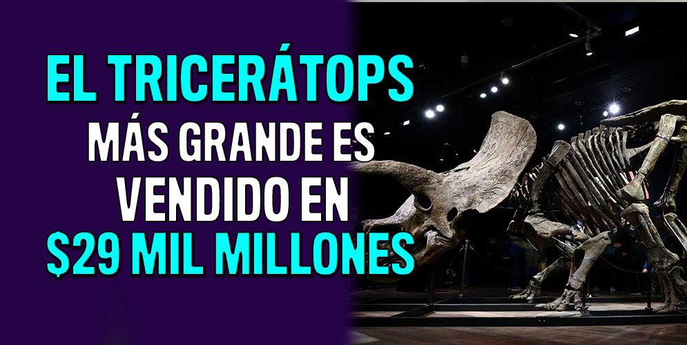 El tricerátops más grande fue subastado por millonaria suma 4 El tricerátops más grande fue subastado por millonaria suma Muy por encima de lo estipulado que se recibiría en subasta, logró ser vendido en recientes días el fósil de Big John, el tricerátops más grande que se haya encontrado en el mundo.