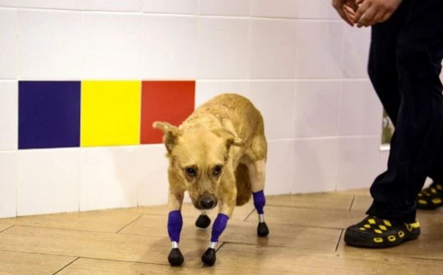Perrita volvió a caminar gracias a prótesis en sus cuatro patas 3 Perrita volvió a caminar gracias a prótesis en sus cuatro patas Monika es una perrita rusa que pudo volver a caminar con prótesis de titanio en cada una de sus cuatro patas, luego de una operación que se logró gracias a las donaciones que recibió para su cirugía.