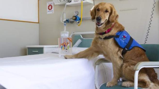 Abrirán el primer hospital público para mascotas Ser considerados como ciudadanos de cuatro patas les ha valido a los perritos y gatos de la ciudad de una oportunidad única para acceder a cuidados y beneficios que antes eran impensables para ellos.