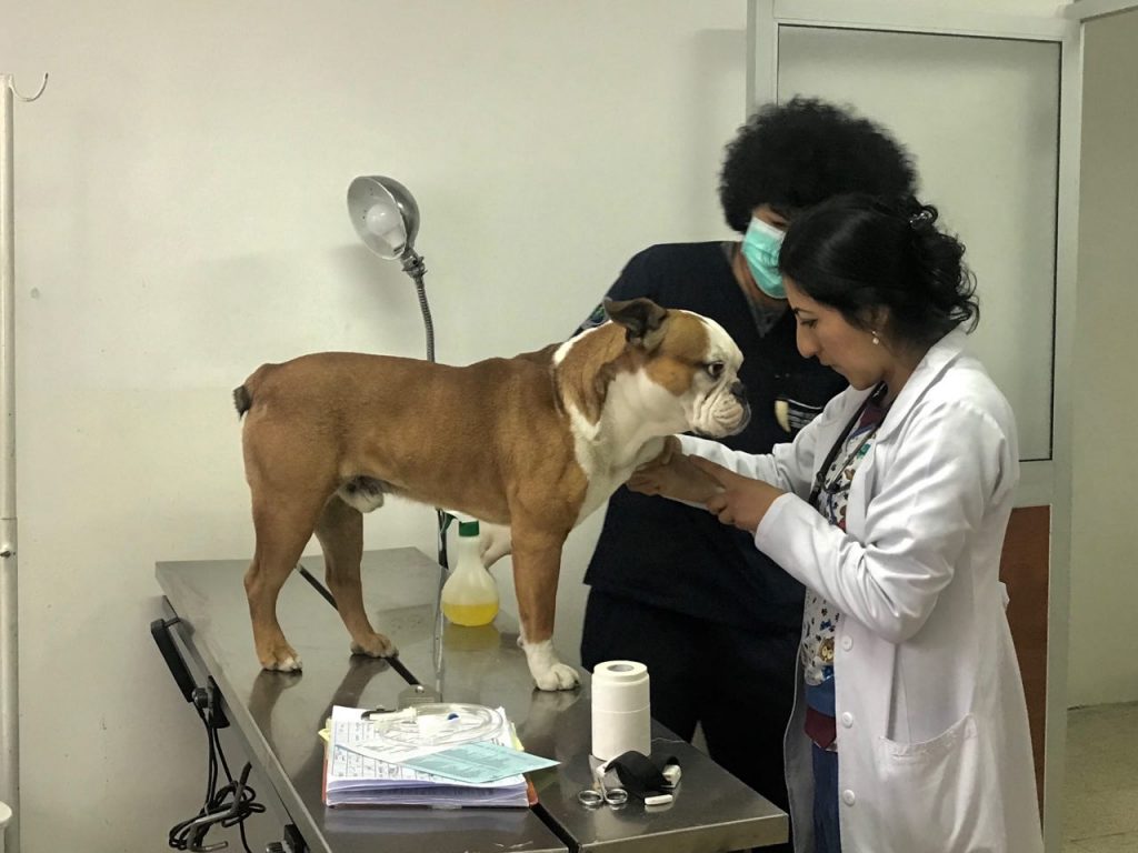 Abrirán el primer hospital público para mascotas Ser considerados como ciudadanos de cuatro patas les ha valido a los perritos y gatos de la ciudad de una oportunidad única para acceder a cuidados y beneficios que antes eran impensables para ellos.