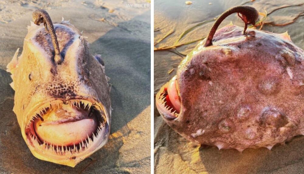 Pez fútbol del pacífico apareció en una playa gringa 2 Pez fútbol del pacífico apareció en una playa gringa En las últimas horas la fotografía de un extraño pez que apareció en una playa de Estados Unidos le está dando la vuelta al mundo, los internautas se han sorprendido por el tenebroso aspecto, con una gran cantidad de dientes puntiagudos y el enorme tamaño de su cuerpo.