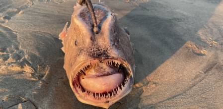Pez fútbol del pacífico apareció en una playa gringa 4 Pez fútbol del pacífico apareció en una playa gringa En las últimas horas la fotografía de un extraño pez que apareció en una playa de Estados Unidos le está dando la vuelta al mundo, los internautas se han sorprendido por el tenebroso aspecto, con una gran cantidad de dientes puntiagudos y el enorme tamaño de su cuerpo.
