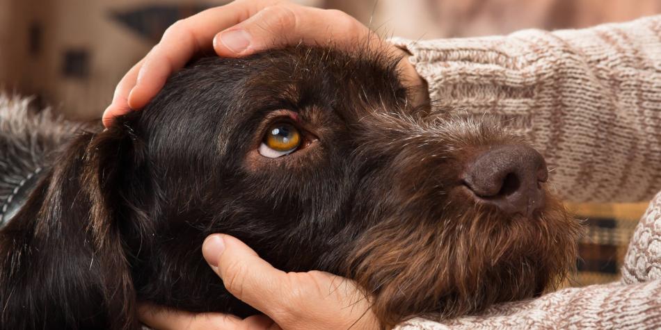 Pólvora: el peor enemigo de las mascotas Apesar de la prohibición de usar pólvora, infortunadamente los voladores siguen sonando y estallando. Además del riesgo de una quemadura que le puede cambiar la vida a los menores de edad y adultos, su uso afecta tremendamente a las mascotas, que se alteran mucho al totear la mecha.