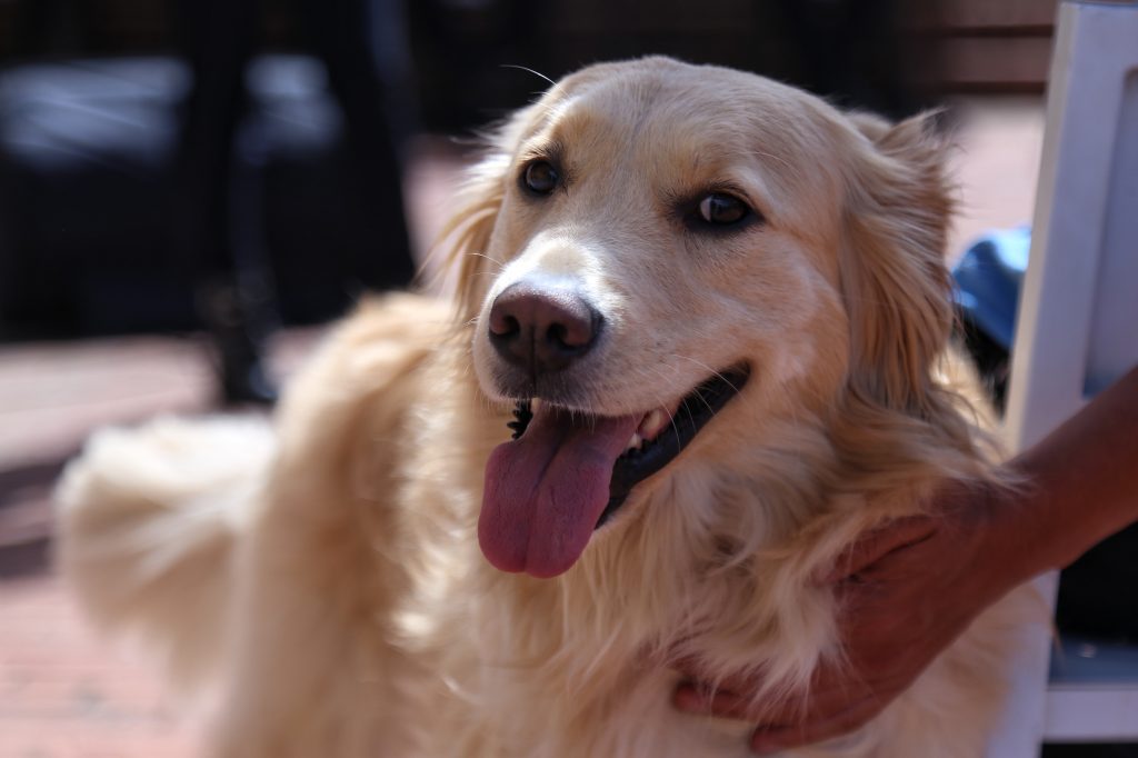Radican proyecto de ley para el transporte de animales de compañía 1 Radican proyecto de ley para el transporte de animales de compañía Cada vez son más los hogares que cuentan entre sus integrantes con animales de compañía, es por eso que día a día la legislación en el país trata de adaptarse a las nuevas realidades y procura generar bienestar en las llamadas familias multiespecie.