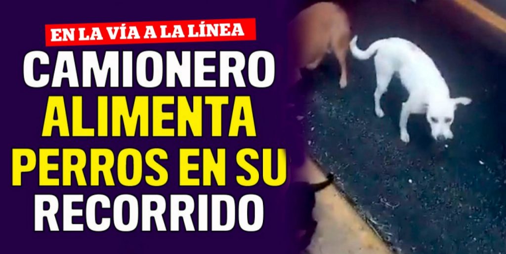 Camionero colombiano lleva alimento a perros en su recorrido El buen corazón de algunas personas es capaz de conmover a los internautas de las redes sociales, en esta ocasión Daniel Pinilla un camionero de 24 años que en sus recorridos por las carreteras del país alimenta a perritos sin hogar, se ha robado los aplausos.