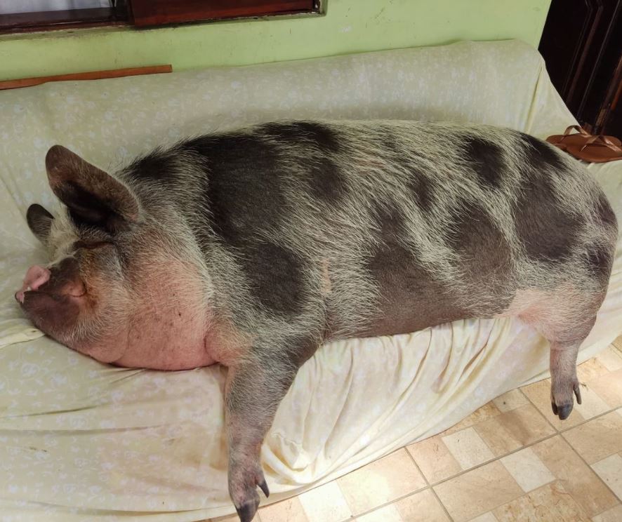 Creyó comprar un mini pig y terminó con un cerdito de 250 kilos 2 Creyó comprar un mini pig y terminó con un cerdito de 250 kilos Una increíble historia de una mujer que compró un mini pig se ha hecho viral, ya que jamás imaginó que su adorada mascota se convertiría en un cerdito de 250 kilos.