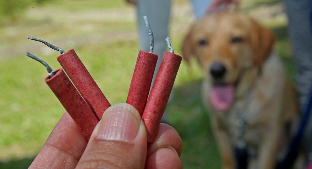 Pólvora: el peor enemigo de las mascotas 3 Pólvora: el peor enemigo de las mascotas Apesar de la prohibición de usar pólvora, infortunadamente los voladores siguen sonando y estallando. Además del riesgo de una quemadura que le puede cambiar la vida a los menores de edad y adultos, su uso afecta tremendamente a las mascotas, que se alteran mucho al totear la mecha.