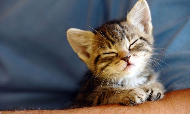 5 cuidados que debes tener con tu gato bebé Los gatos suelen ser animales independientes, y no representan un complique a la hora de los cuidados. Pero lo que sí hay que tener en cuenta, es que un gato bebé sí requiere de cuidados diferentes para que este se adapte y se vuelva parte de la familia.