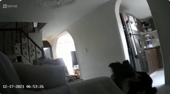 EN VIDEO: Nanuk convulsiona estremecido por la pólvora 1 EN VIDEO: Nanuk convulsiona estremecido por la pólvora Una mascota sufrió un ataque en Bucaramanga que fue registrado por una cámara de seguridad. Su veterinario dice que es producto de la pólvora. El triste episodio de un perro convulsionando a causa de los estallidos de la pólvora quedó grabado en un video.