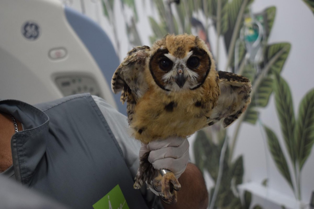 En Antioquia se realizó la primera tomografía computarizada a un búho rayado Como un nuevo hito para la medicina veterinaria colombiana fue calificada la operación que permitió realizarle una tomografía axial computarizada a un búho rayado en el Centro de Veterinaria y Zootecnia (CVZ) de la Universidad CES de Medellín.