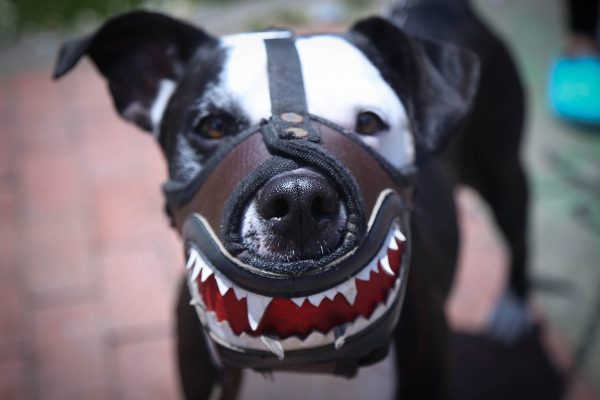 Perro le mordió la cabeza a un niño En un hospital de Medellín recibe atención médica un niño, a quien un perro, de raza considerada potencialmente peligrosa, mordió en la cabeza&nbsp;en el municipio de Bello.