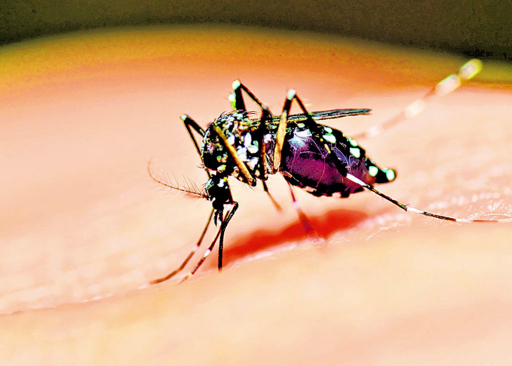 Registran 790 casos de dengue en la última semana 1 Registran 790 casos de dengue en la última semana Con información de Colprensa