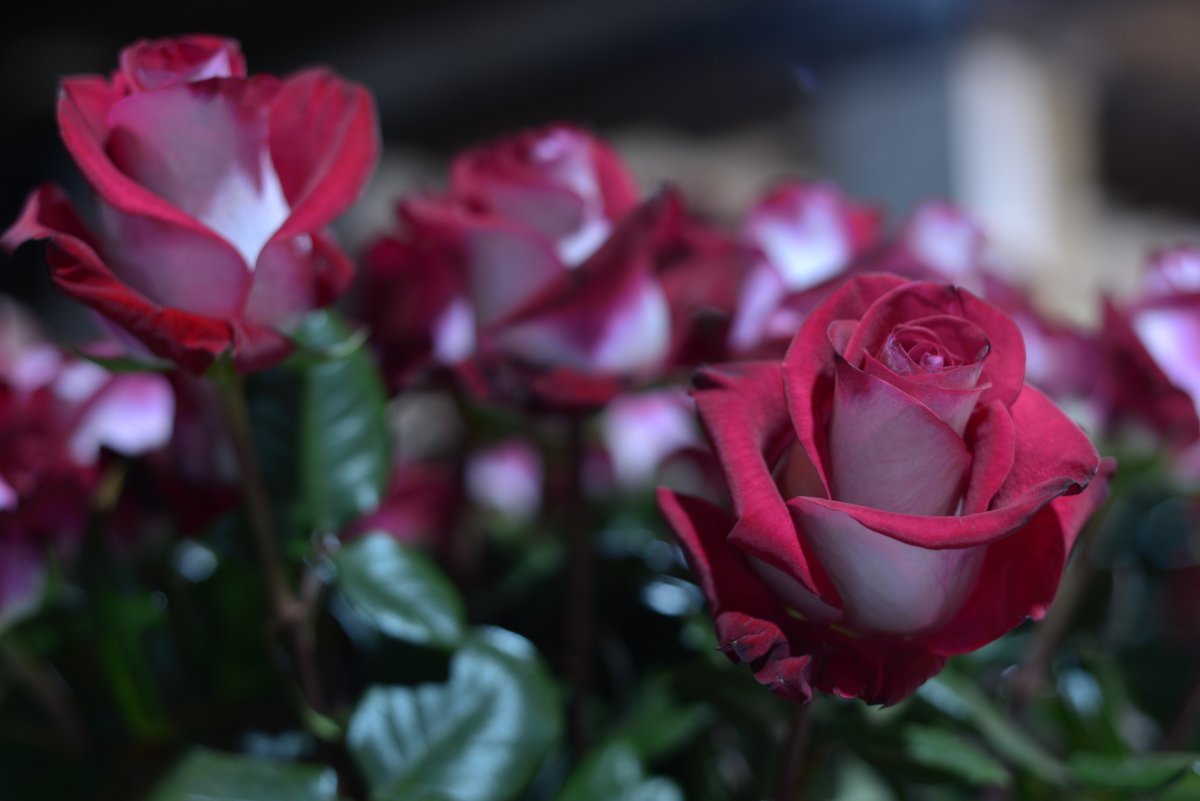 Exportaciones de flores colombianas llegaron a la cifra más alta de la historia 2 Exportaciones de flores colombianas llegaron a la cifra más alta de la historia El 2021 fue un año histórico para el sector floricultor colombiano. Si bien aumentaron los costos de producción por la implementación de medidas de bioseguridad, la pandemia incentivó la compra de flores en todo el mundo porque las personas permanecieron más tiempo en casa.
