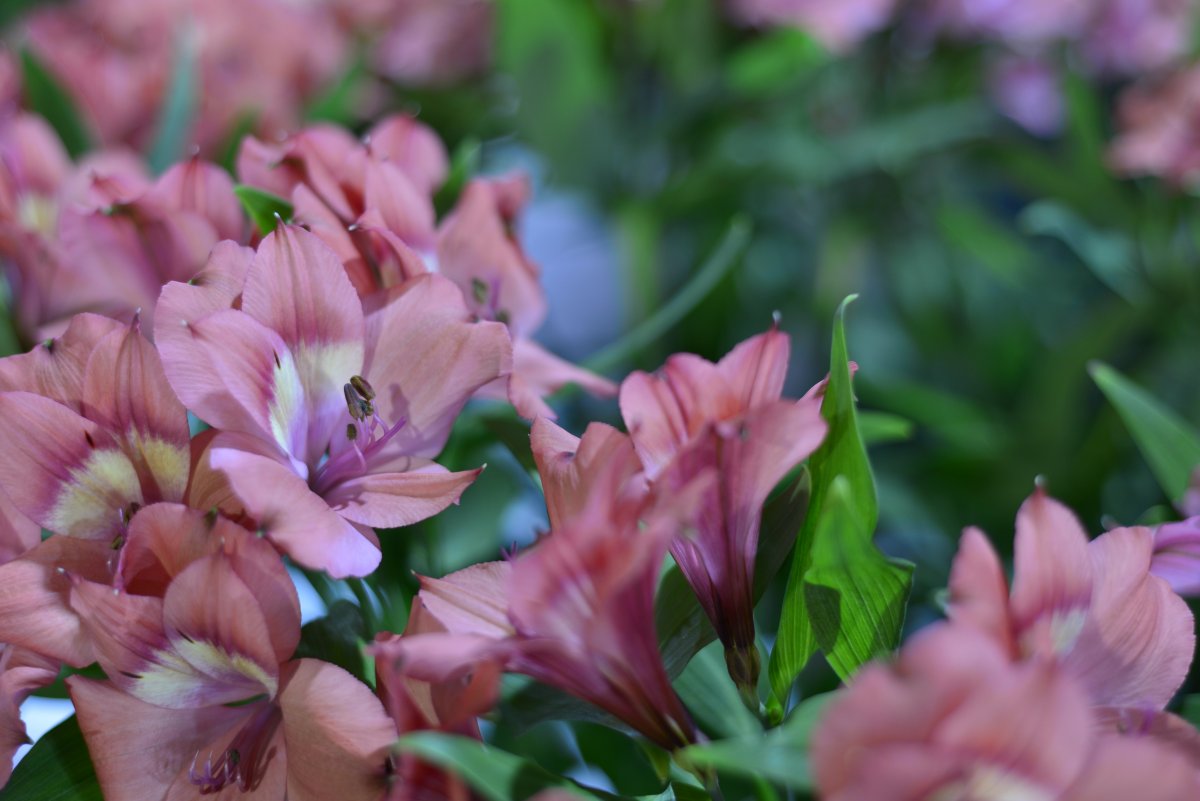 Exportaciones de flores colombianas llegaron a la cifra más alta de la historia 1 Exportaciones de flores colombianas llegaron a la cifra más alta de la historia El 2021 fue un año histórico para el sector floricultor colombiano. Si bien aumentaron los costos de producción por la implementación de medidas de bioseguridad, la pandemia incentivó la compra de flores en todo el mundo porque las personas permanecieron más tiempo en casa.