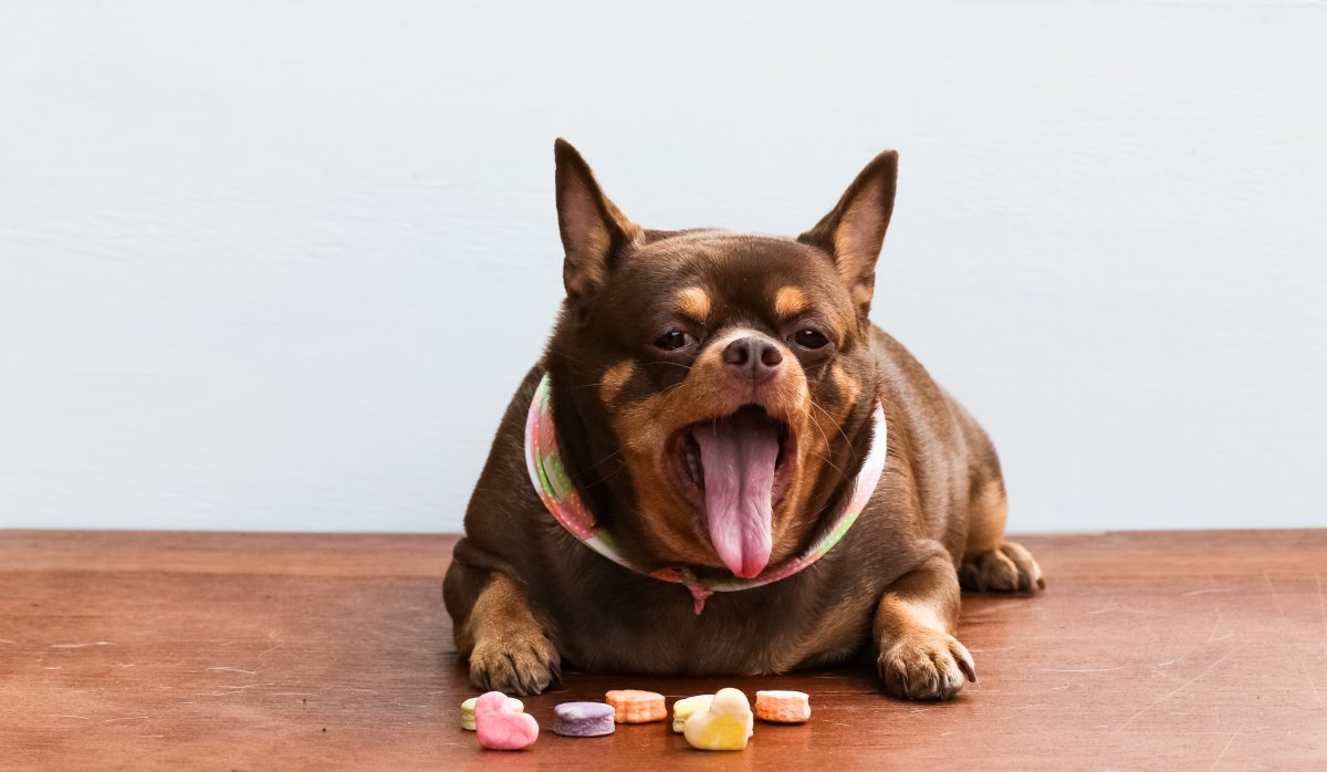 Mucho cuidado con los kilitos de más de su mascota Las mascotas hoy en día son consideradas como un miembro más de la familia en los hogares colombianos, pero muchos dueños de los animales no se dan cuenta que su peludo sufre de sobrepeso, y que esto implica un riesgo para su salud.