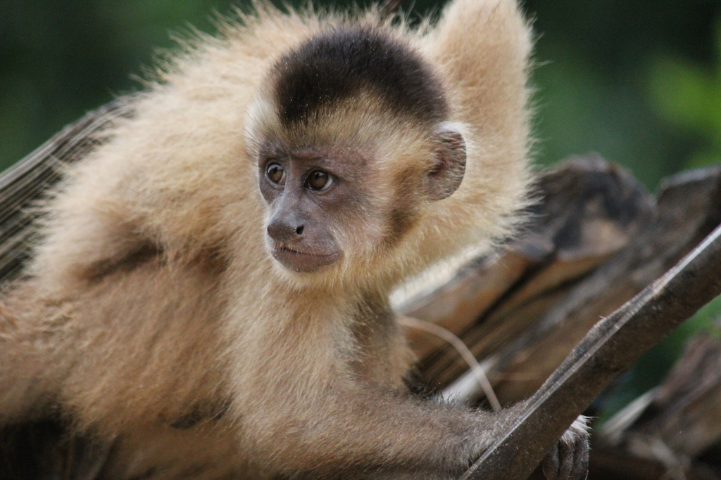 Siete especies de primates de Latinoamérica entre las 25 más amenazadas del mundo Siete especies de primates de América Latina que habitan en Argentina, Brasil, Ecuador, Perú y una que se extiende desde México hasta Colombia, están entre las más amenazadas del mundo, según una organización de expertos internacionales. 