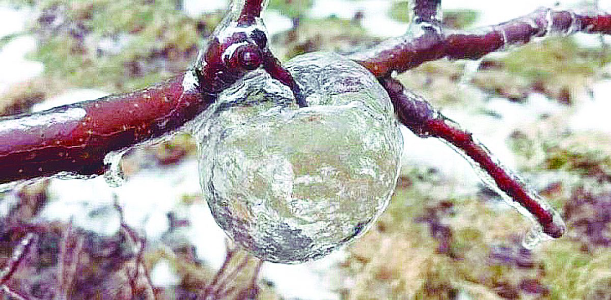 El raro caso de las manzanas ‘fantasma’ Un extraño fenómeno natural tiene asombrados a los estadounidenses, se trata de las manzanas ‘fantasma’.