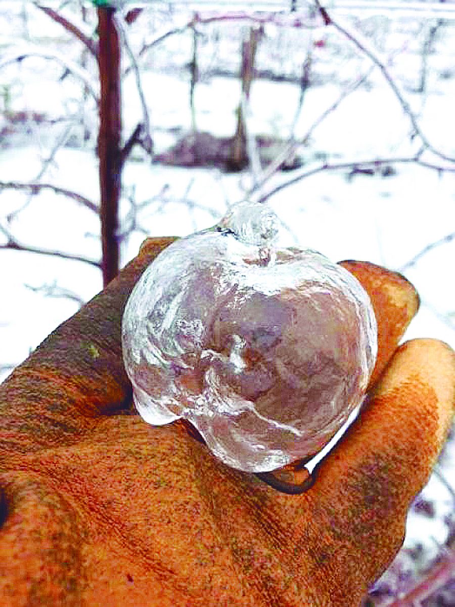 El raro caso de las manzanas ‘fantasma’ Un extraño fenómeno natural tiene asombrados a los estadounidenses, se trata de las manzanas ‘fantasma’.