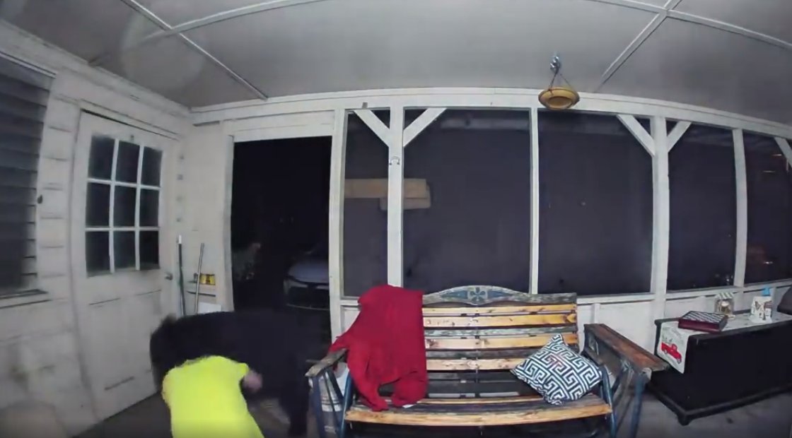 Por defender a su perro, hombre ‘encaró’ a un oso En video quedó captado el justo momento en que en un hombre, sin previo aviso, observó como con furia y agresividad un enorme oso negro se avecinaba para atacar a sus perros y familia. Walter Hickok, residente del condado de Dayton Beach (Estados Unidos), se encontraba tranquilamente a las afueras de su casa, cuando de un momento a otro un intruso inesperado llegó a la puerta.