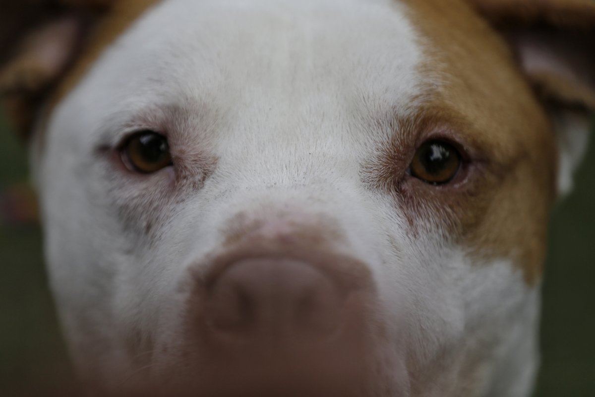 5 datos curiosos que no conoce de su perro Es por esto que hoy en mascotas, Q'hubo le trae 5 datos curioso que no sabía de su perros.
